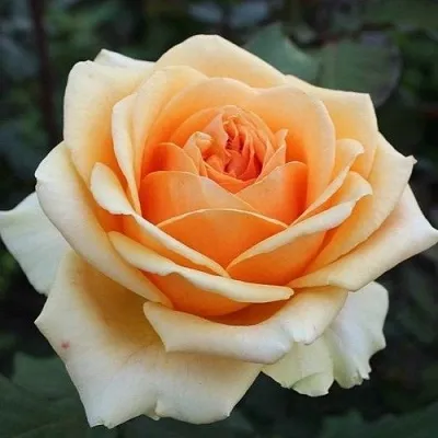 Саженцы роз ГЕЙША чайно-гибридная — описание сорта Саженцы роз ГЕЙША чайно-гибридная в Москве