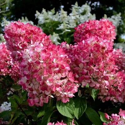 Гортензия ПИНК ДАЙМОНД метельчатая — описание сорта Гортензия ПИНК ДАЙМОНД метельчатая в Москве