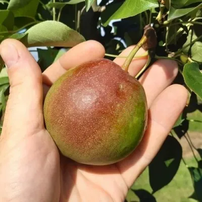 Груша КУПАЛА — описание сорта Груша КУПАЛА в Москве