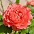Саженцы роз КОРАЛ ЖЕЛЕ японская в Москве