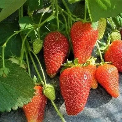 Клубника РОКСАНА  Клубника РОКСАНА в Москве