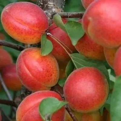 Абрикос НЬЮ-ДЖЕРСИ — описание сорта Абрикос НЬЮ-ДЖЕРСИ в Москве