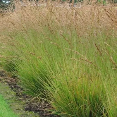 Молиния ПОЛ ПЕТЕРСОН голубая — описание сорта Молиния ПОЛ ПЕТЕРСОН голубая в Москве