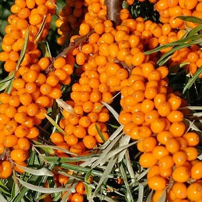 Облепиха ЕЛИЗАВЕТА  Облепиха ЕЛИЗАВЕТА в Москве