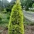 Можжевельник ГОЛД КОН обыкновенный в Москве