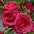 Саженцы роз ЛАГУНА плетистая в Москве