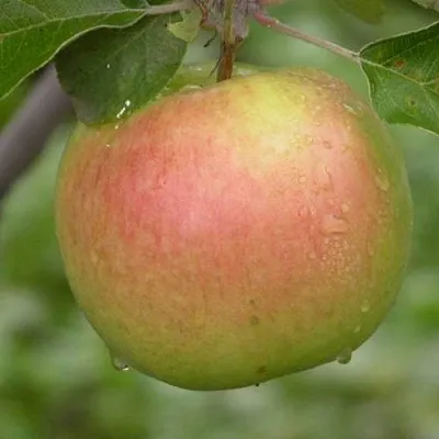 Яблоня БРЯНСКОЕ ЗОЛОТИСТОЕ  Яблоня БРЯНСКОЕ ЗОЛОТИСТОЕ в Москве