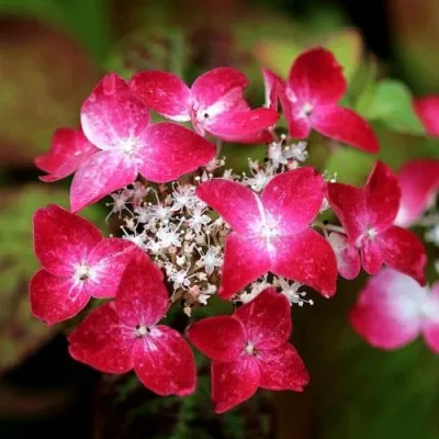 Гортензия КУРЕНАИ пильчатая — описание сорта Гортензия КУРЕНАИ пильчатая в Москве