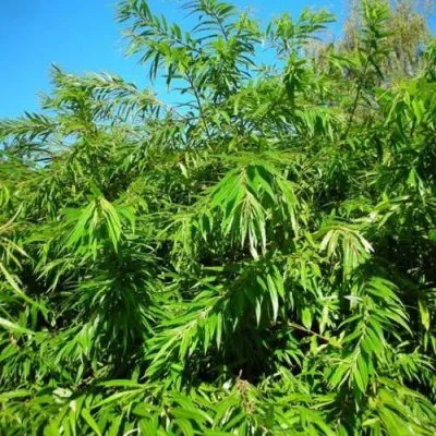 Ива СЕККА сахалинская — описание сорта Ива СЕККА сахалинская в Москве