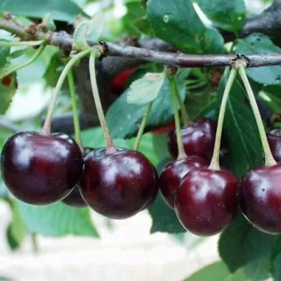 Вишня МОРОЗОВКА в Москве