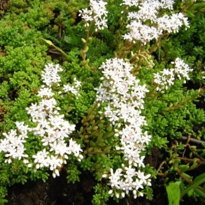 Очиток (седум) ХЛОРОТИКУМ белый — описание сорта Очиток (седум) ХЛОРОТИКУМ белый в Москве