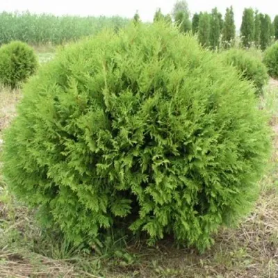 Туя ГЛОБОЗА западная — описание сорта Туя ГЛОБОЗА западная в Москве