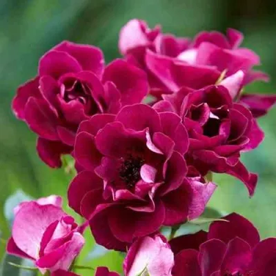 Саженцы роз БУРГУНДИ АЙС флорибунда — описание сорта Саженцы роз БУРГУНДИ АЙС флорибунда в Москве