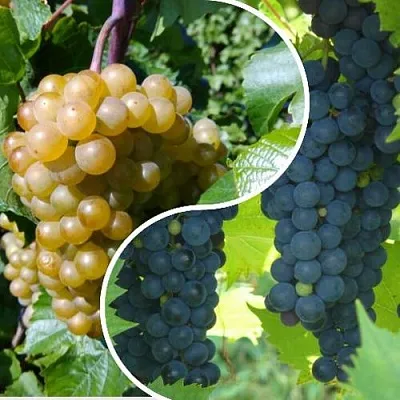 Комплект ИНЬ-ЯНЬ в Москве