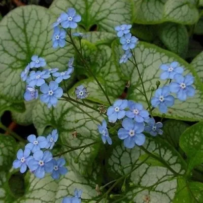 Бруннера ДЖЭК ФРОСТ — описание сорта Бруннера ДЖЭК ФРОСТ в Москве