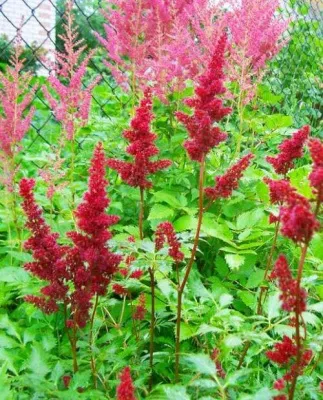 Астильба СПАРТАН Арендса в Москве