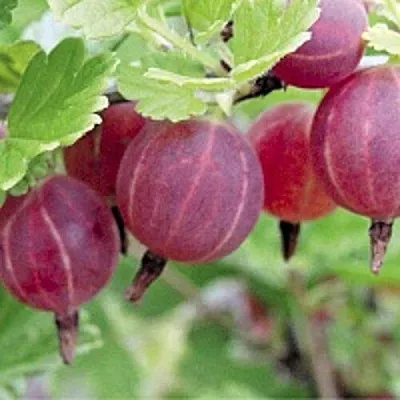 Крыжовник РАВОЛТ  Крыжовник РАВОЛТ в Москве