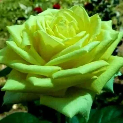 Саженцы роз АМАНДИНА чайно-гибридная — описание сорта Саженцы роз АМАНДИНА чайно-гибридная в Москве