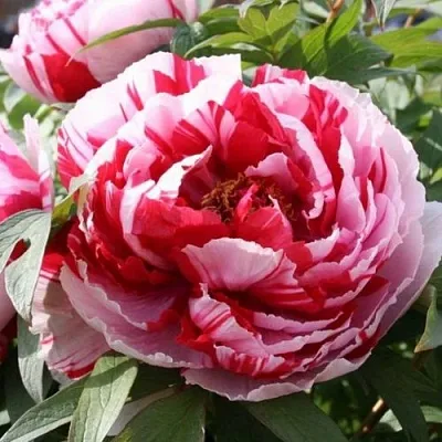 Пион РЕД ВИЗ ПИНК древовидный  Пион РЕД ВИЗ ПИНК древовидный в Москве