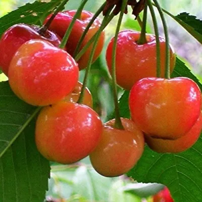 Черешня КРАСАВИЦА — описание сорта Черешня КРАСАВИЦА в Москве