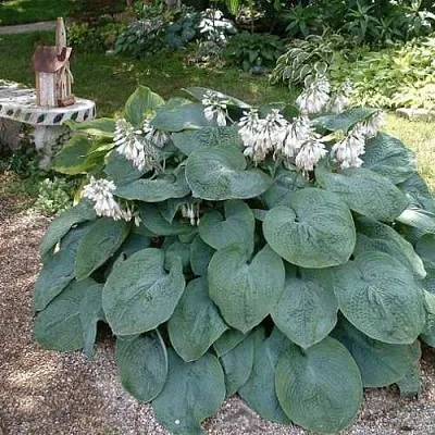 Хоста ЭЛЕГАНС Зибольда  Хоста ЭЛЕГАНС Зибольда в Москве