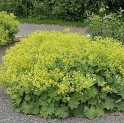 Манжетка ТРИЛЛЕР мягкая — описание сорта Манжетка ТРИЛЛЕР мягкая в Москве