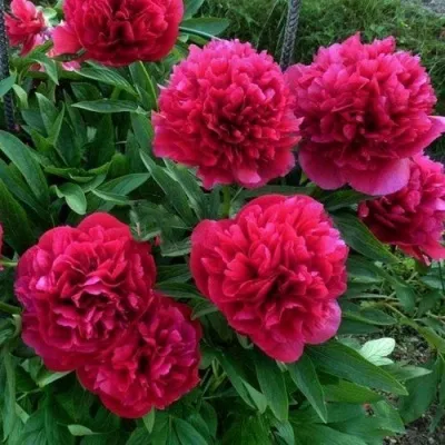 Пион БЕЛГРАВИЯ травянистый — описание сорта Пион БЕЛГРАВИЯ травянистый в Москве