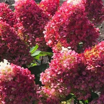 Гортензия РЕД ВЕЛЬВЕТ (ИНДИАН САММЕР) метельчатая — описание сорта Гортензия РЕД ВЕЛЬВЕТ (ИНДИАН САММЕР) метельчатая в Москве