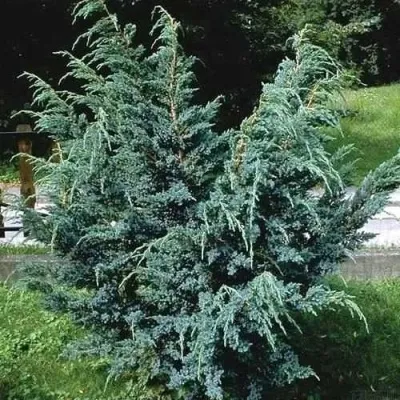 Можжевельник БЛЮ АЛЬПС китайский — описание сорта Можжевельник БЛЮ АЛЬПС китайский в Москве