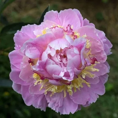 саженцы пиона саженцы пиона