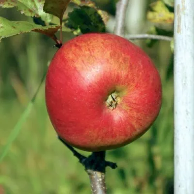 Яблоня ДЫЯМЕНТ — описание сорта Яблоня ДЫЯМЕНТ в Москве