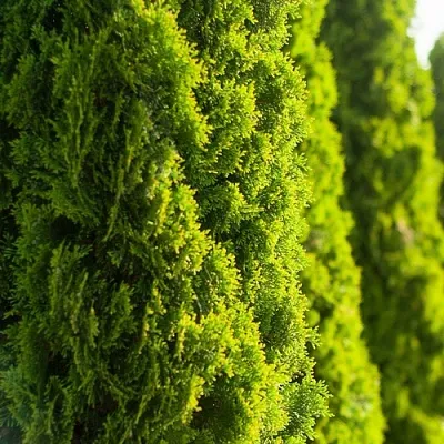 Туя в Москве