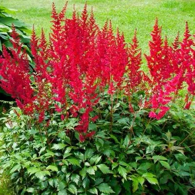 Астильба КОБЛЕНЦ японская — описание сорта Астильба КОБЛЕНЦ японская в Москве