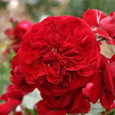 Саженцы роз КРАСНАЯ ШАПОЧКА флорибунда — описание сорта Саженцы роз КРАСНАЯ ШАПОЧКА флорибунда в Москве