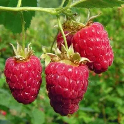 Малина ГОРДОСТЬ РОССИИ — описание сорта Малина ГОРДОСТЬ РОССИИ в Москве