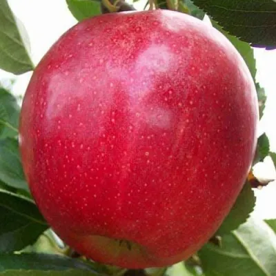 Яблоня ГАЛА МАСТ — описание сорта Яблоня ГАЛА МАСТ в Москве