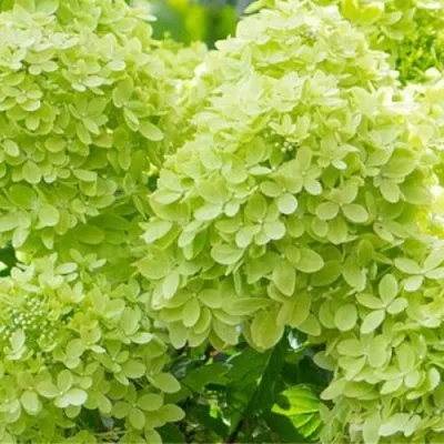 саженцы гортензии