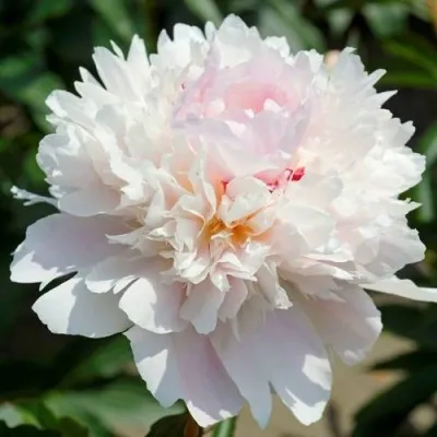 Пион АЛЕРТИ травянистый — описание сорта Пион АЛЕРТИ травянистый в Москве