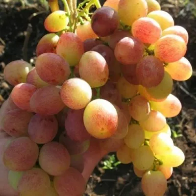 Виноград ТАСОН — описание сорта Виноград ТАСОН в Москве