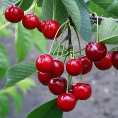 Вишня ЗАРАНКА в Москве