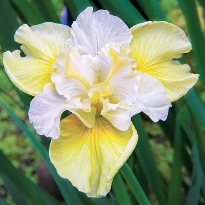 Ирис ЙЕЛЛОУ ТЕЙЛ сибирский  Ирис ЙЕЛЛОУ ТЕЙЛ сибирский в Москве