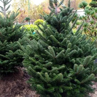 Пихта ФРАЗЕРА в Москве