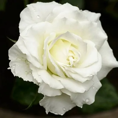 Саженцы роз МОНДИАЛЬ чайно-гибридная в Москве