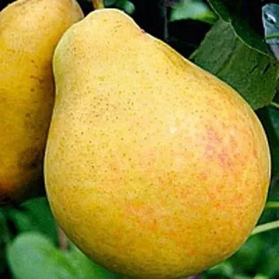 Груша САХАРНАЯ — описание сорта Груша САХАРНАЯ в Москве