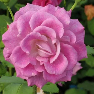 Саженцы роз ВИОЛЕТТА чайно-гибридная — описание сорта Саженцы роз ВИОЛЕТТА чайно-гибридная в Москве