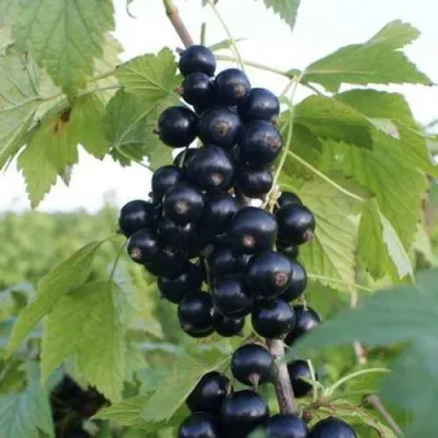 Смородина черная КОЛОННОВИДНАЯ — описание сорта Смородина черная КОЛОННОВИДНАЯ в Москве