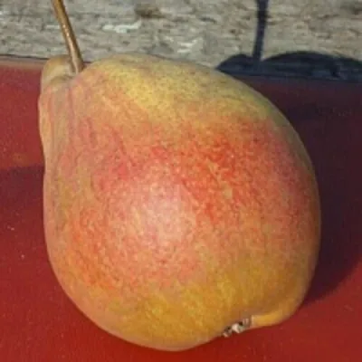 Груша ТАТЬЯНА — описание сорта Груша ТАТЬЯНА в Москве