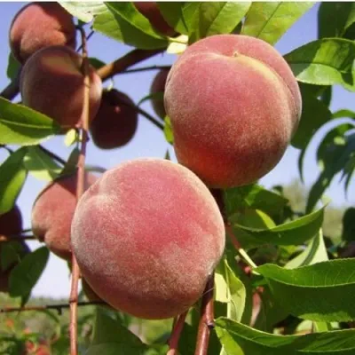 Персик ДНЕПРОВСКИЙ — описание сорта Персик ДНЕПРОВСКИЙ в Москве