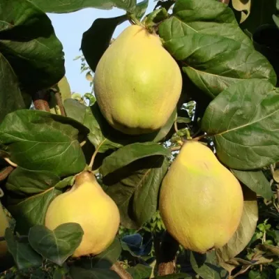 Айва БЕРЕЦКИЙ в Москве