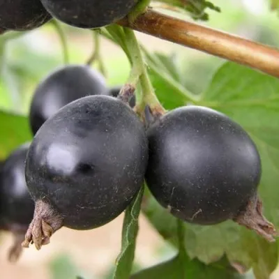 ЙОШТА в Москве